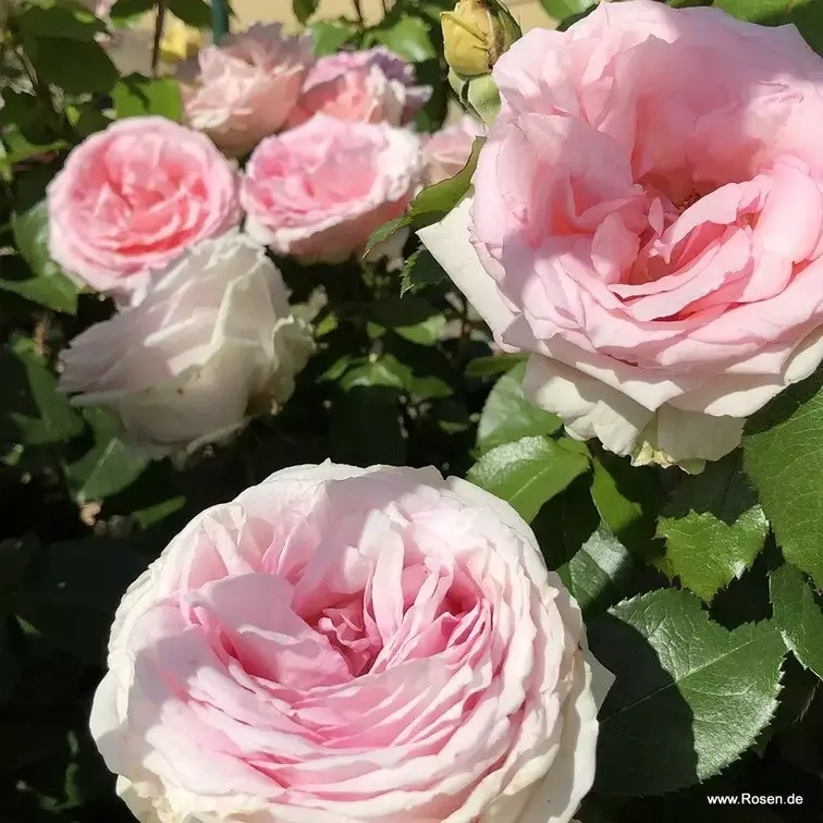 Meine rose plika šaknis