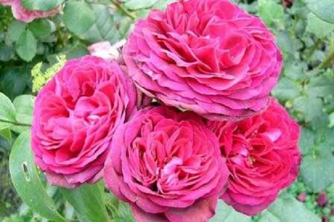Pink Muschimara plika šaknis