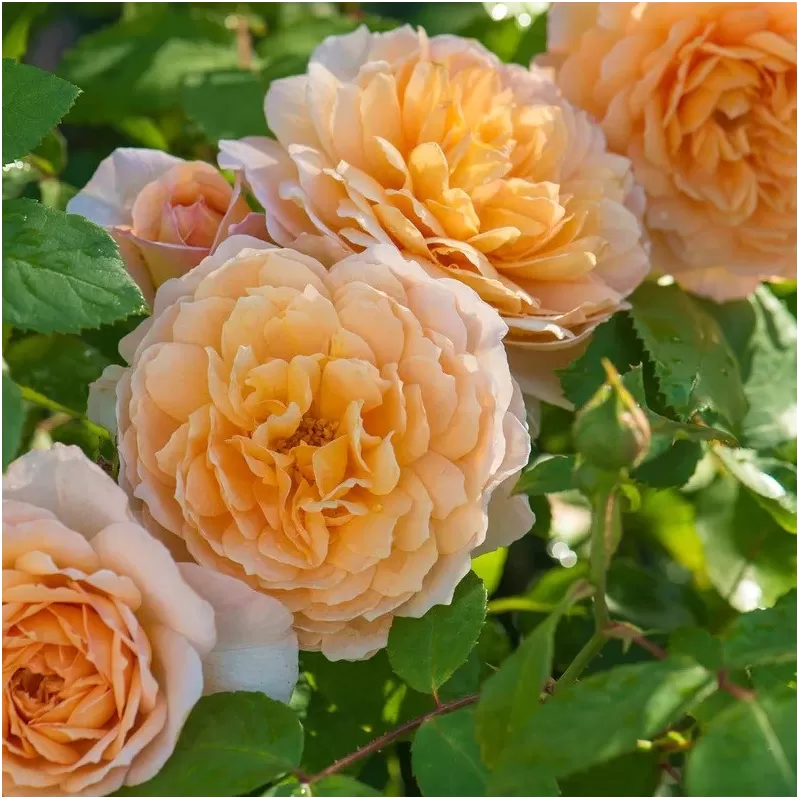 Rosa GRACE plika šaknis