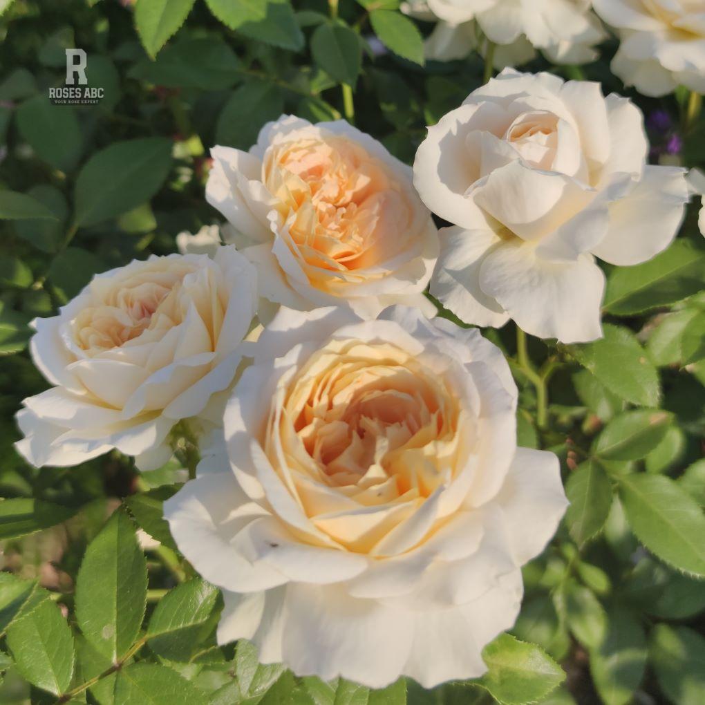 Lions rose plika šaknis