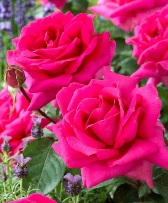 Cryterion plika šaknis