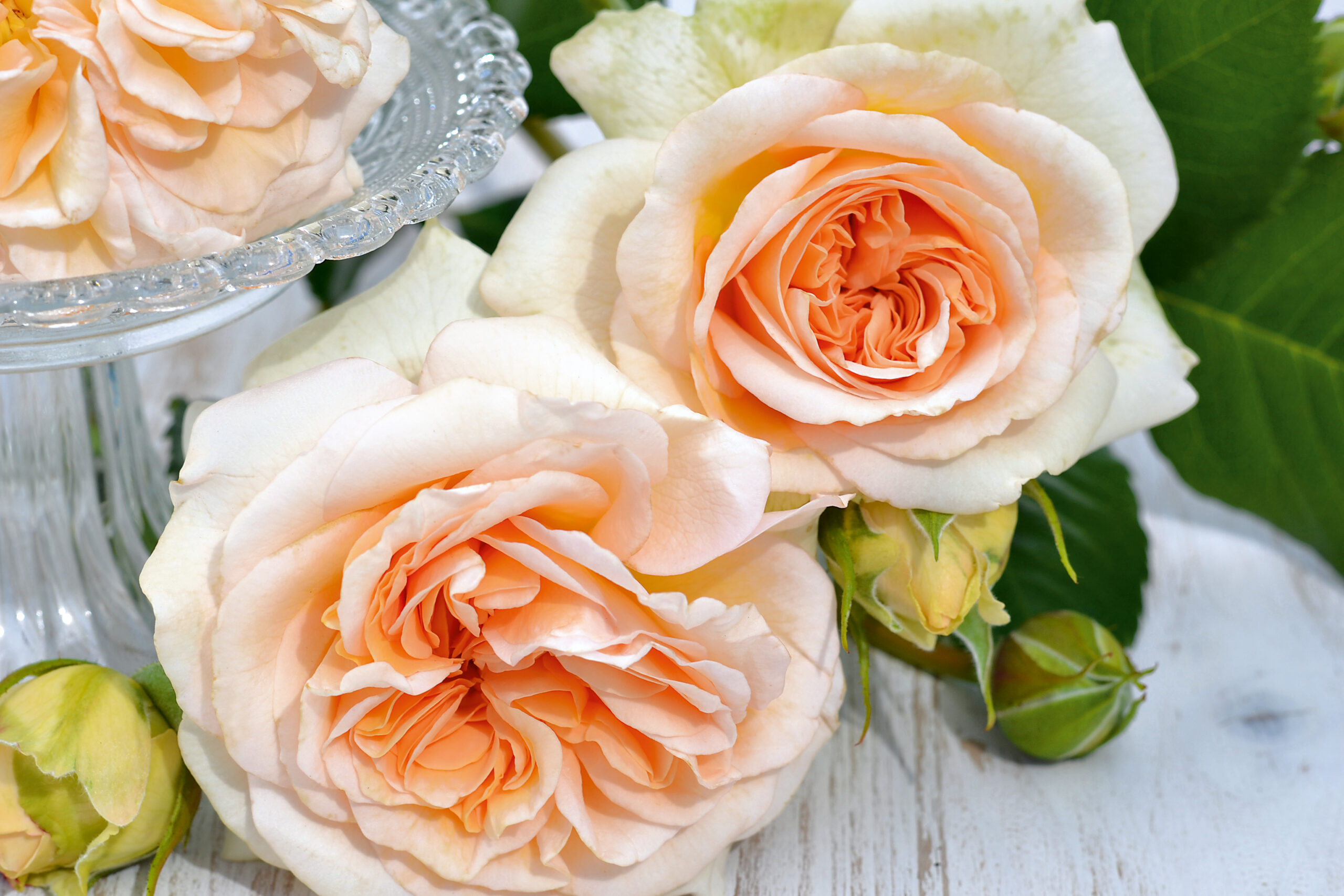 Audienz plika šaknis