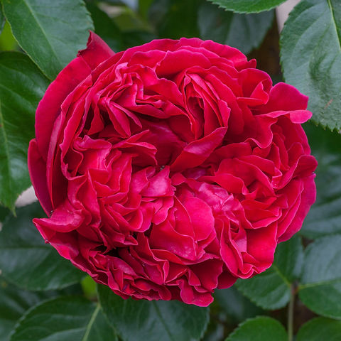 RED EDEN ROSE kvepianti plika šaknis