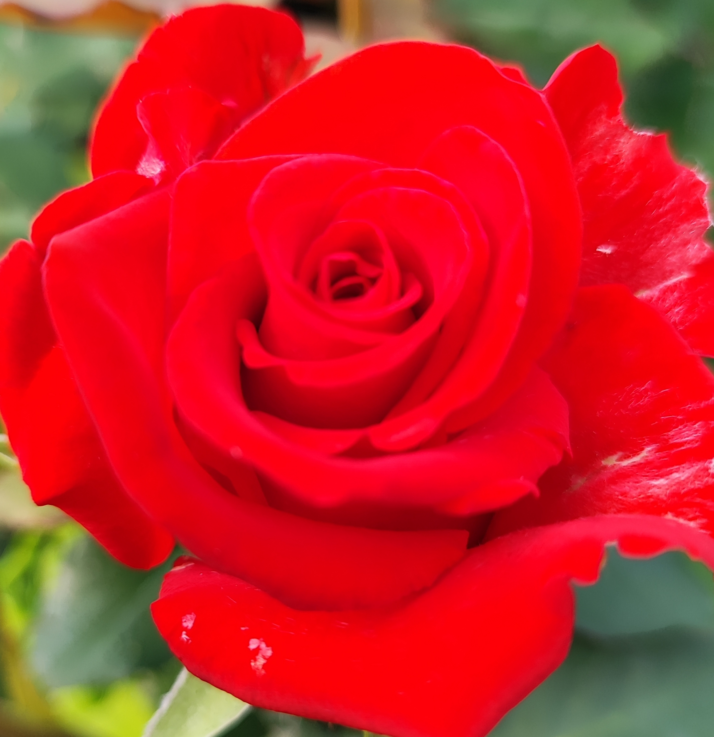 ROŽĖ STAMBIAŽIEDĖ RED vazone