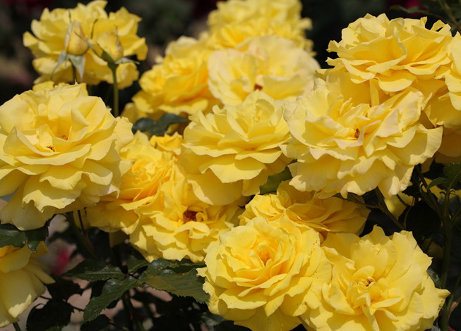 Allgold floribunda plika šaknis