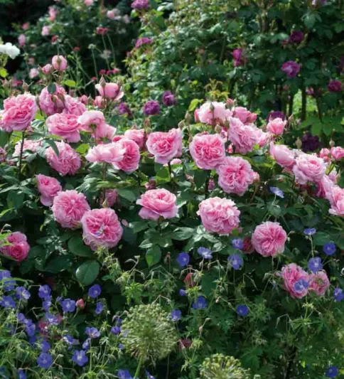 GERTRUDE JEKYLL  vazone