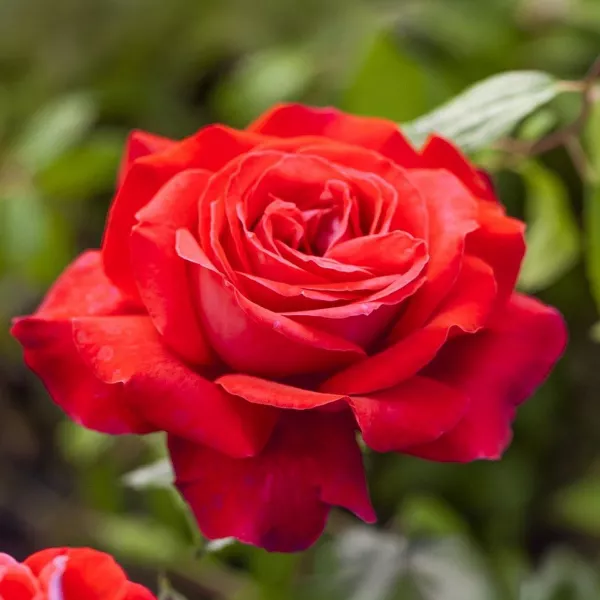 DAME DE COEUR plika šaknis