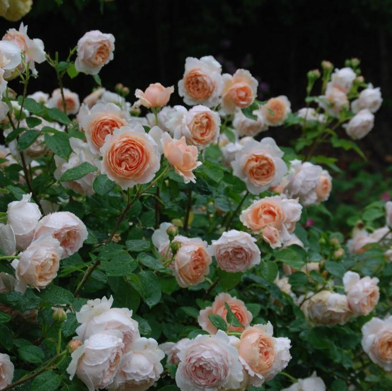 AMBRIDGE ROSE, žema plika šaknis AKCIJA!!