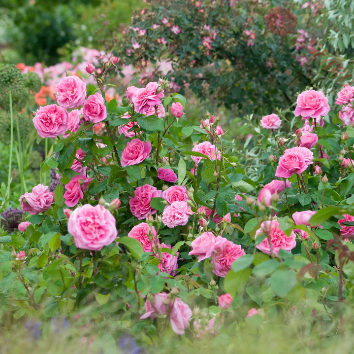 GERTRUDE JEKYLL plika šaknis