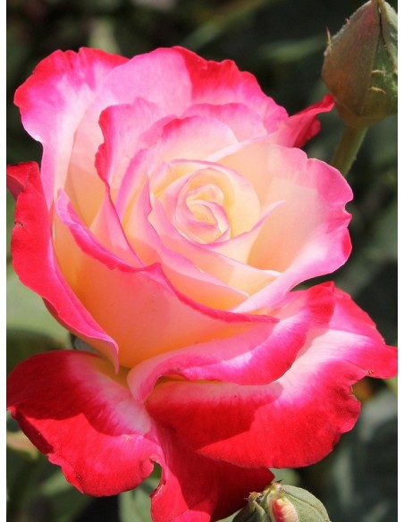 Dauble Delight