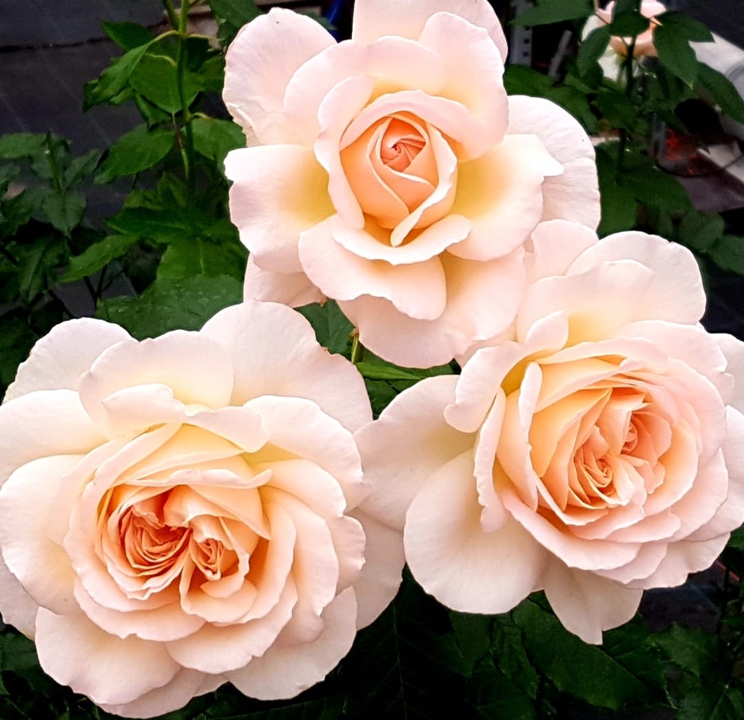 CHANDOS BEAUTY (HARMISTY) plika šaknis