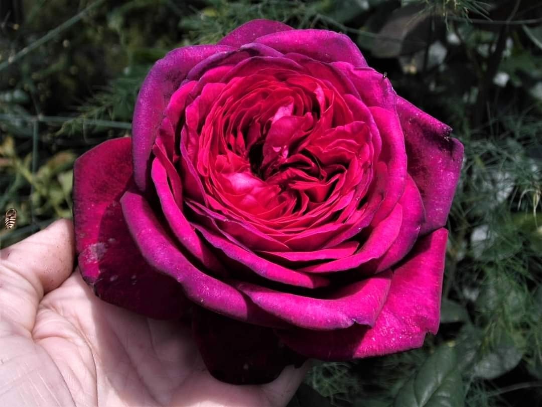 Johann Wolfgang von Goethe plika šaknis