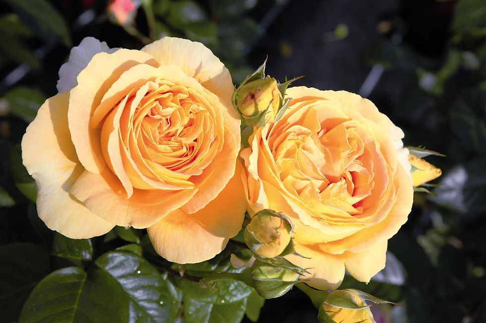 CANDLELIGHT plika šaknis