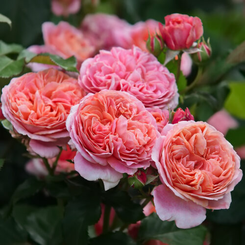 Mary ann plika šaknis