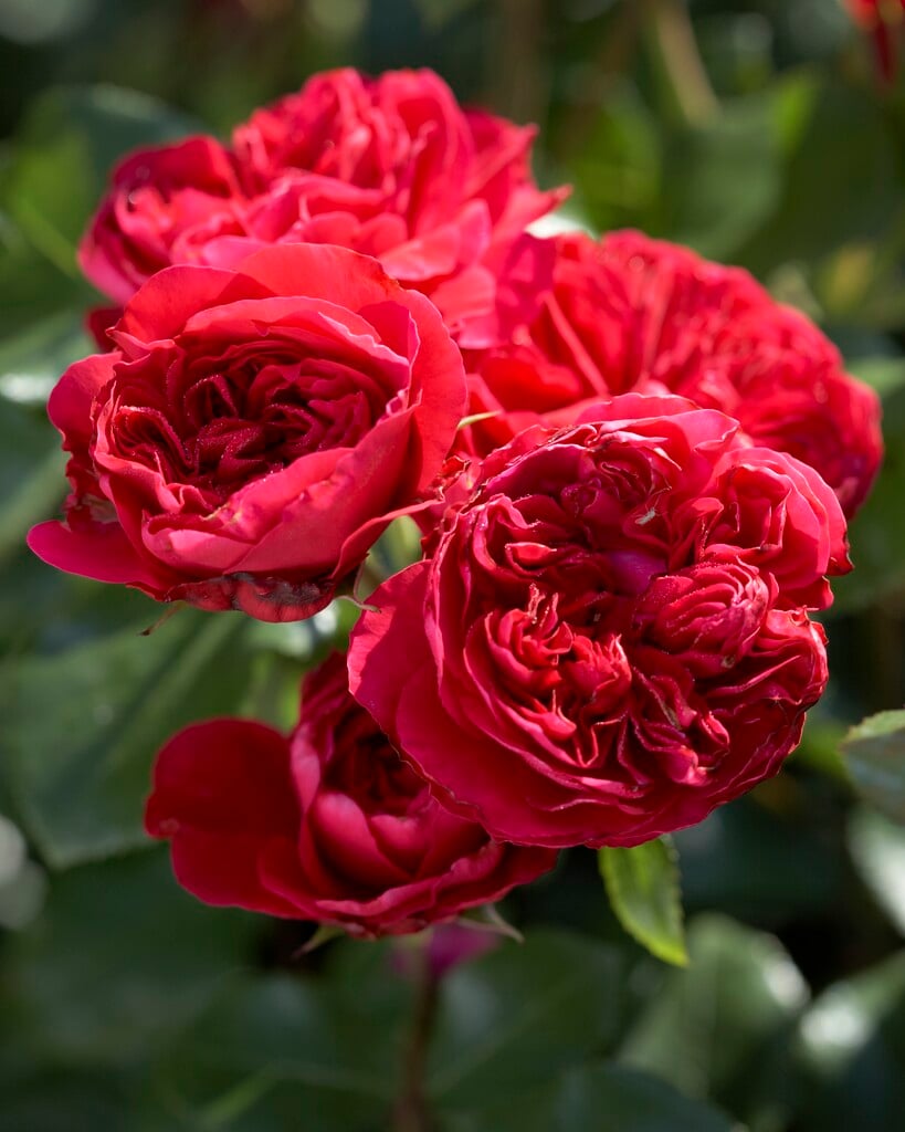 Red leonardo plika šaknis
