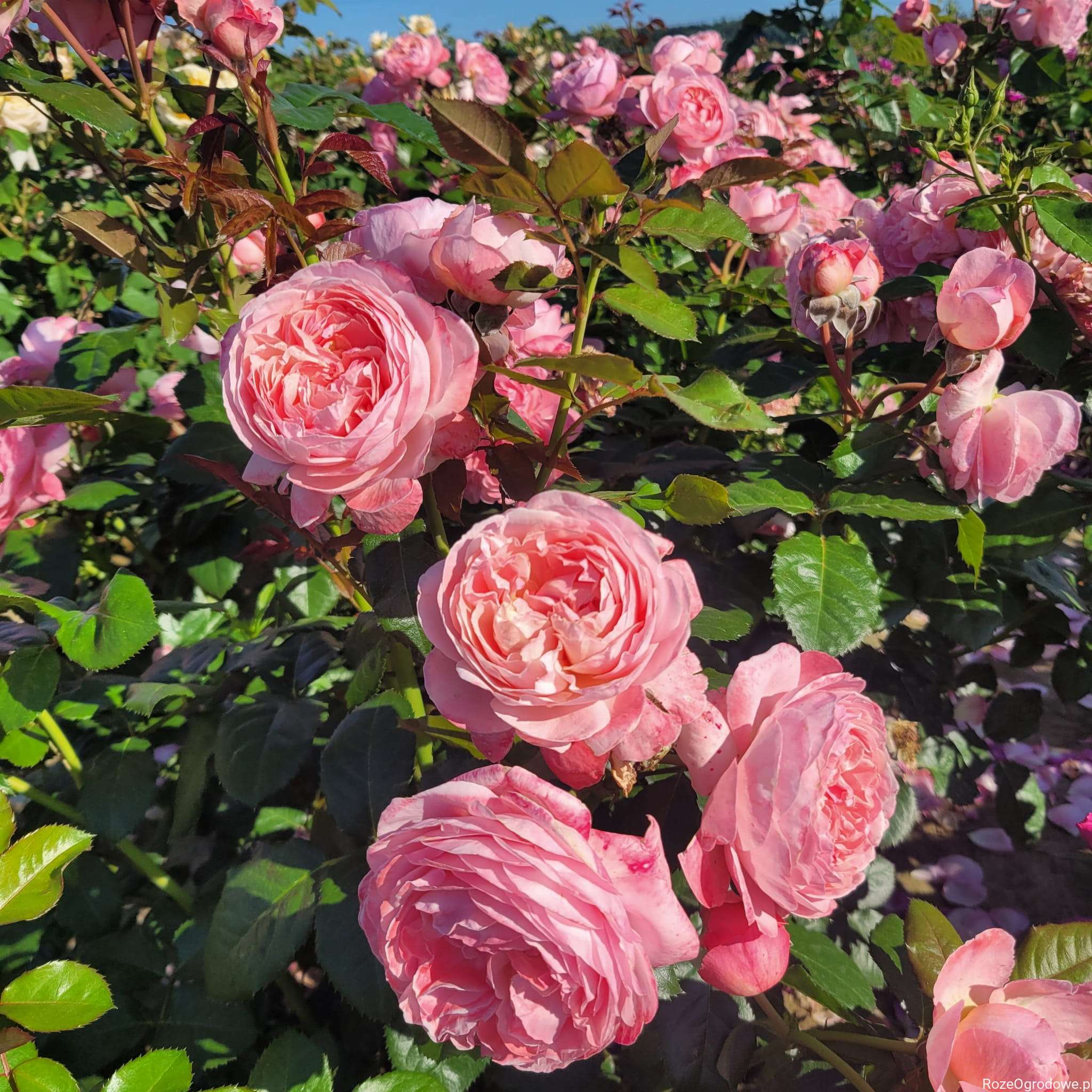 Kolner flora plika šaknis