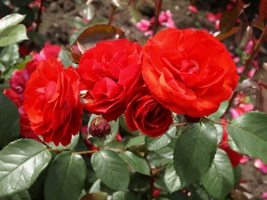 Allotria  floribunda plika šaknis