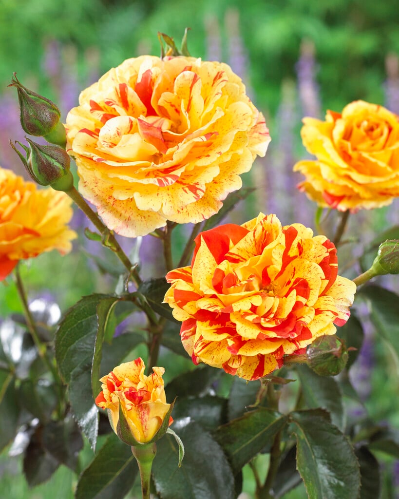 ORANGES 'N' LEMONS vazone