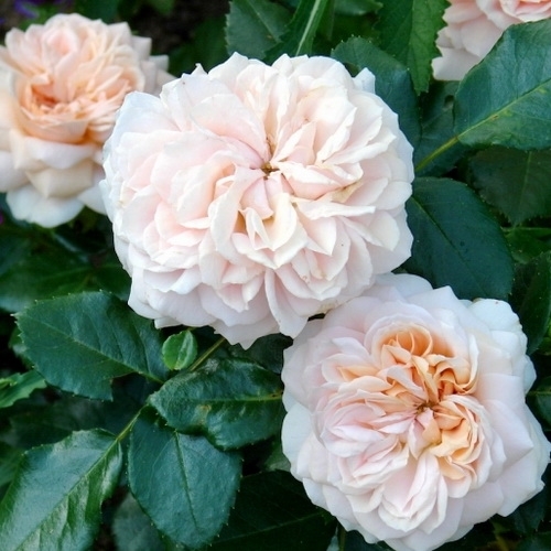 Garden of roses plika šaknis