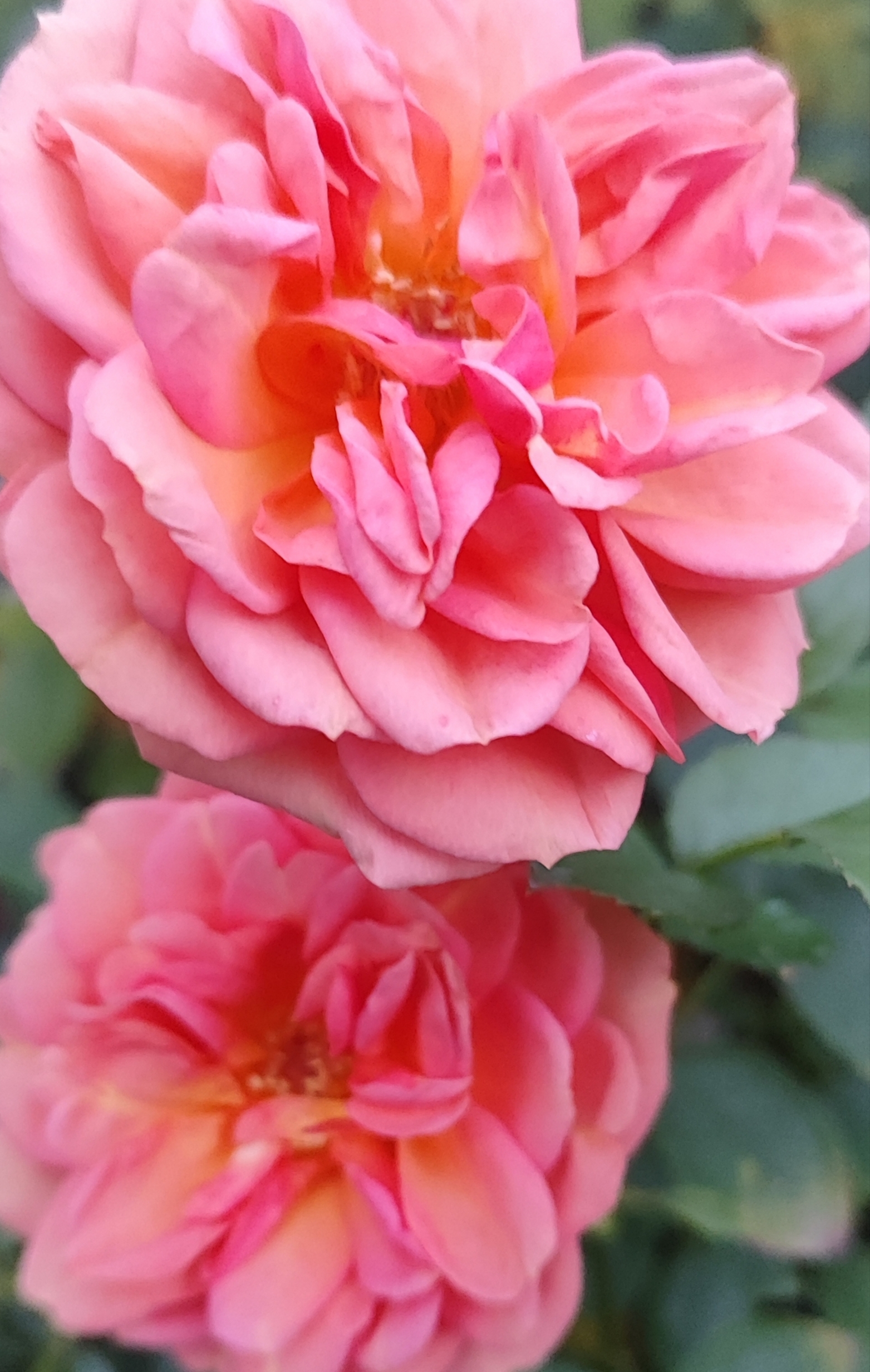 Lina  floribunda vazone