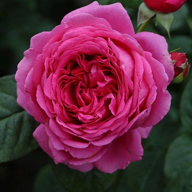 Anuschka kvapni plika šaknis