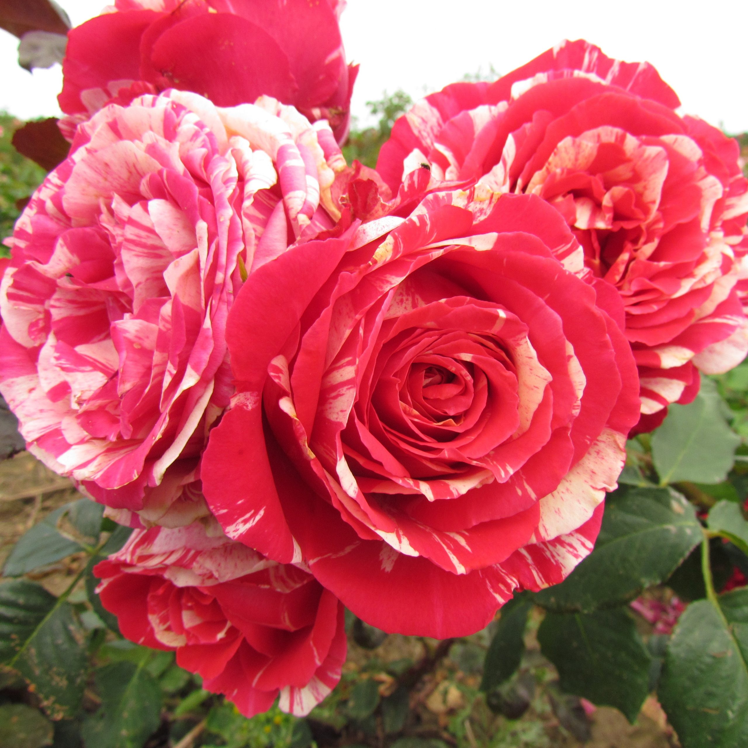 Best Impression plika šaknis