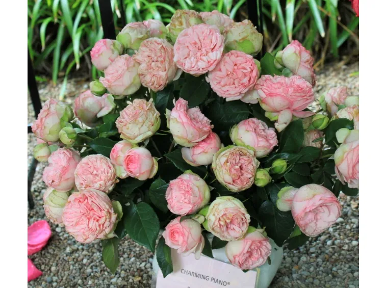 NAUJIENA!! Charming piano plika šaknis