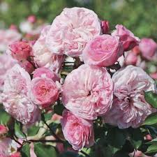 Mariateresia plika šaknis