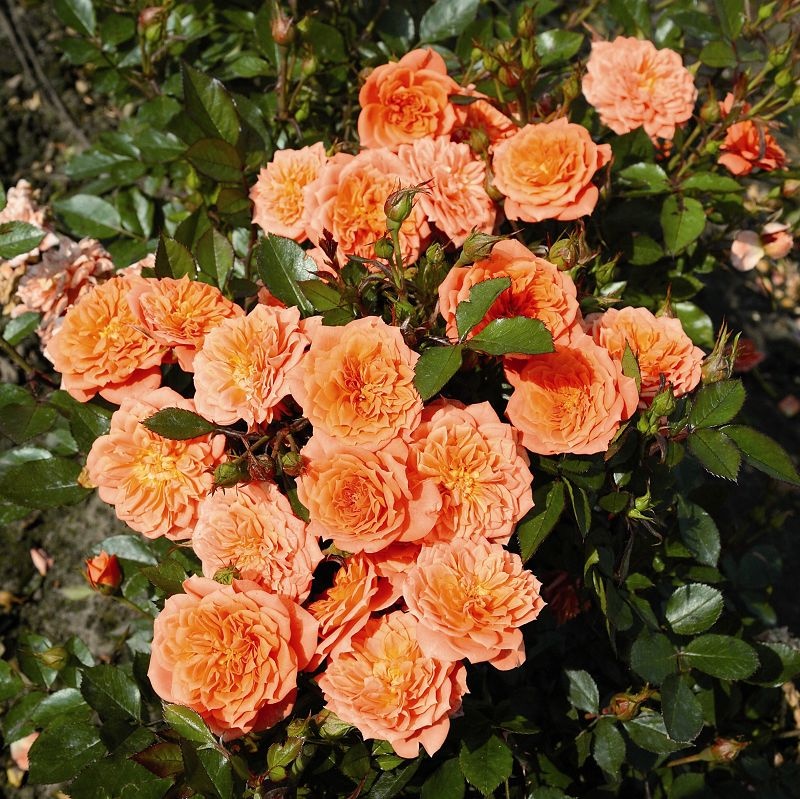 Ninetta Naujiena plika šaknis