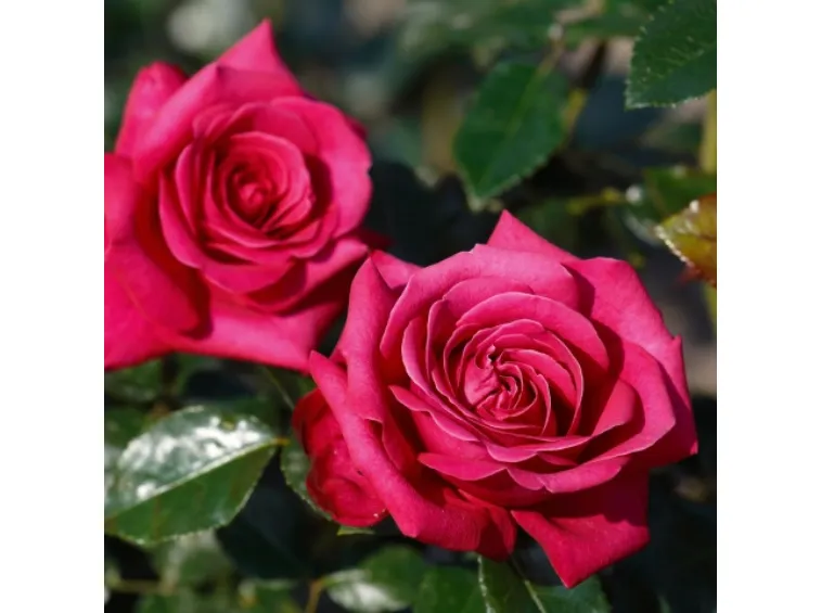 Hot lady kvepianti plika šaknis