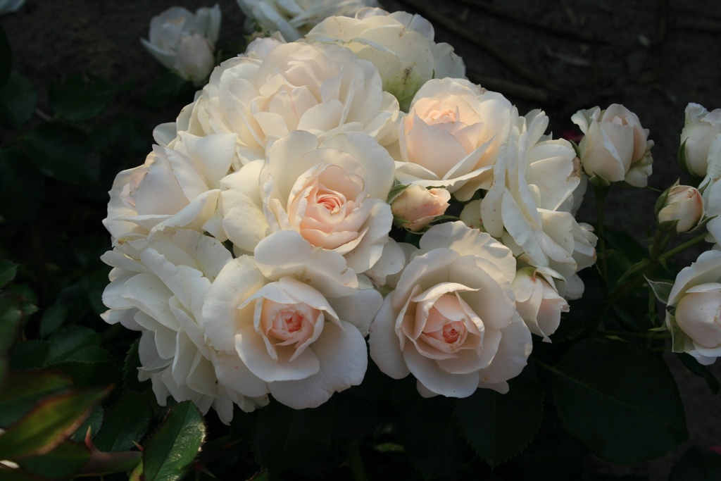 SIRIUS plika šaknis