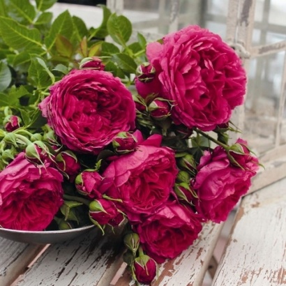 Soul kvepianti plika šaknis