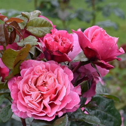 Wildberry kvapni plika šaknis