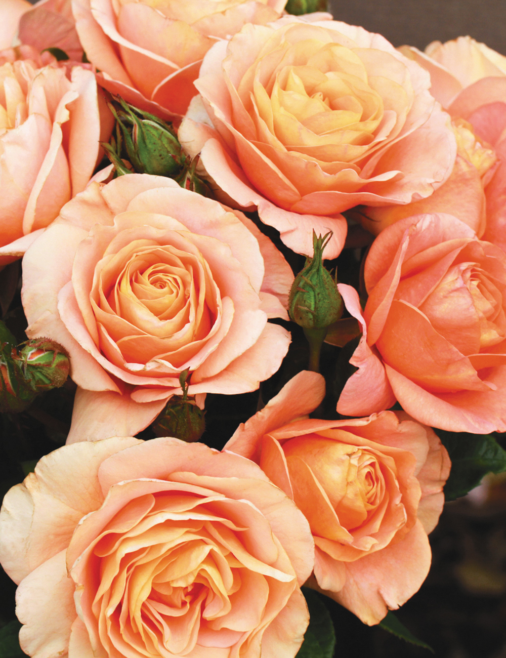 Bengali  kvapni plika šaknis