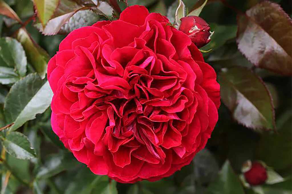 Bordeaux plika šaknis