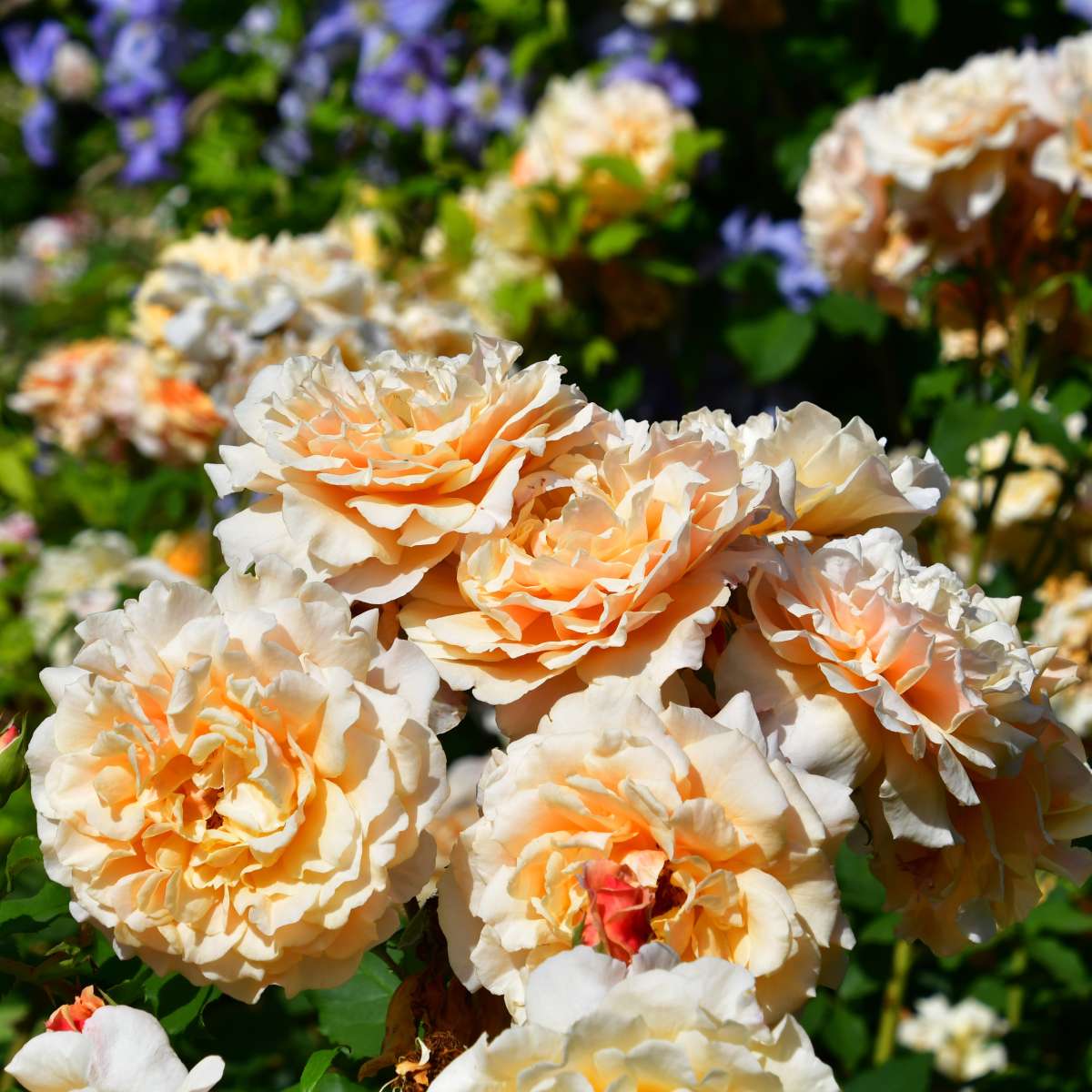 Caramella plika šaknis