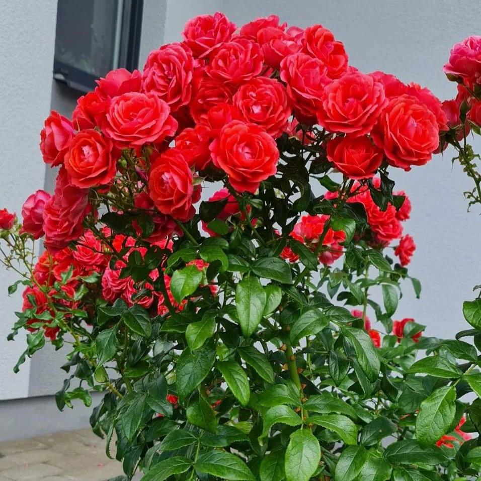 CHERRY GIRL ( KORKOSIEB) plika šaknis