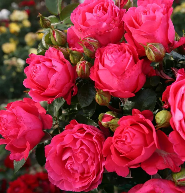 CHERRY LADY plika šaknis