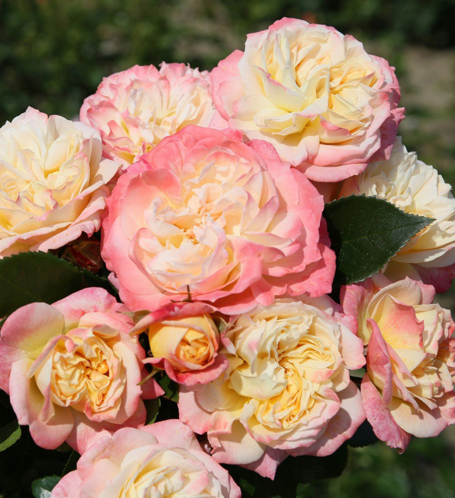 Concorde plika šaknis