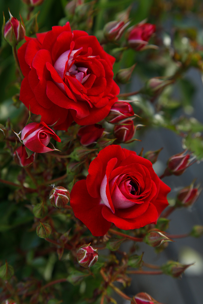 Corazon plika šaknis