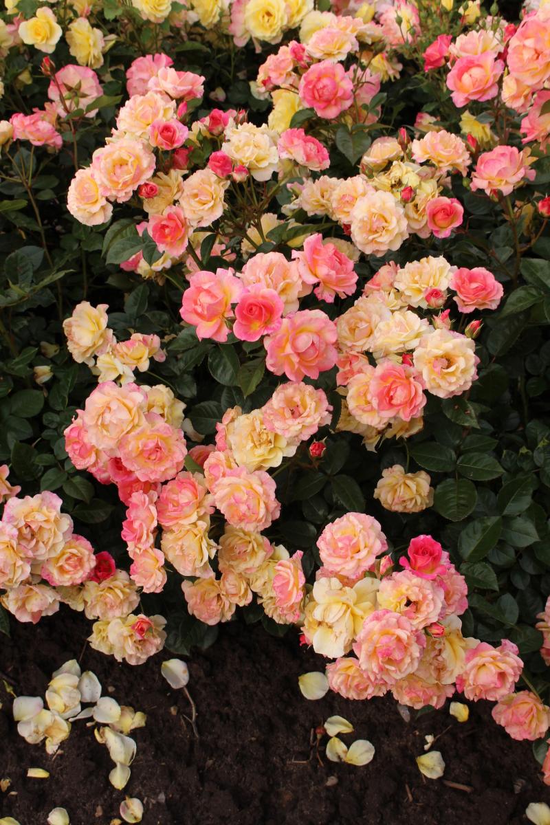 Naujiena Dekora plika šaknis