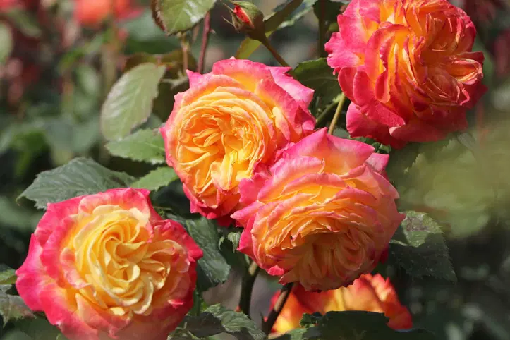 Gartenspaß plika šaknis