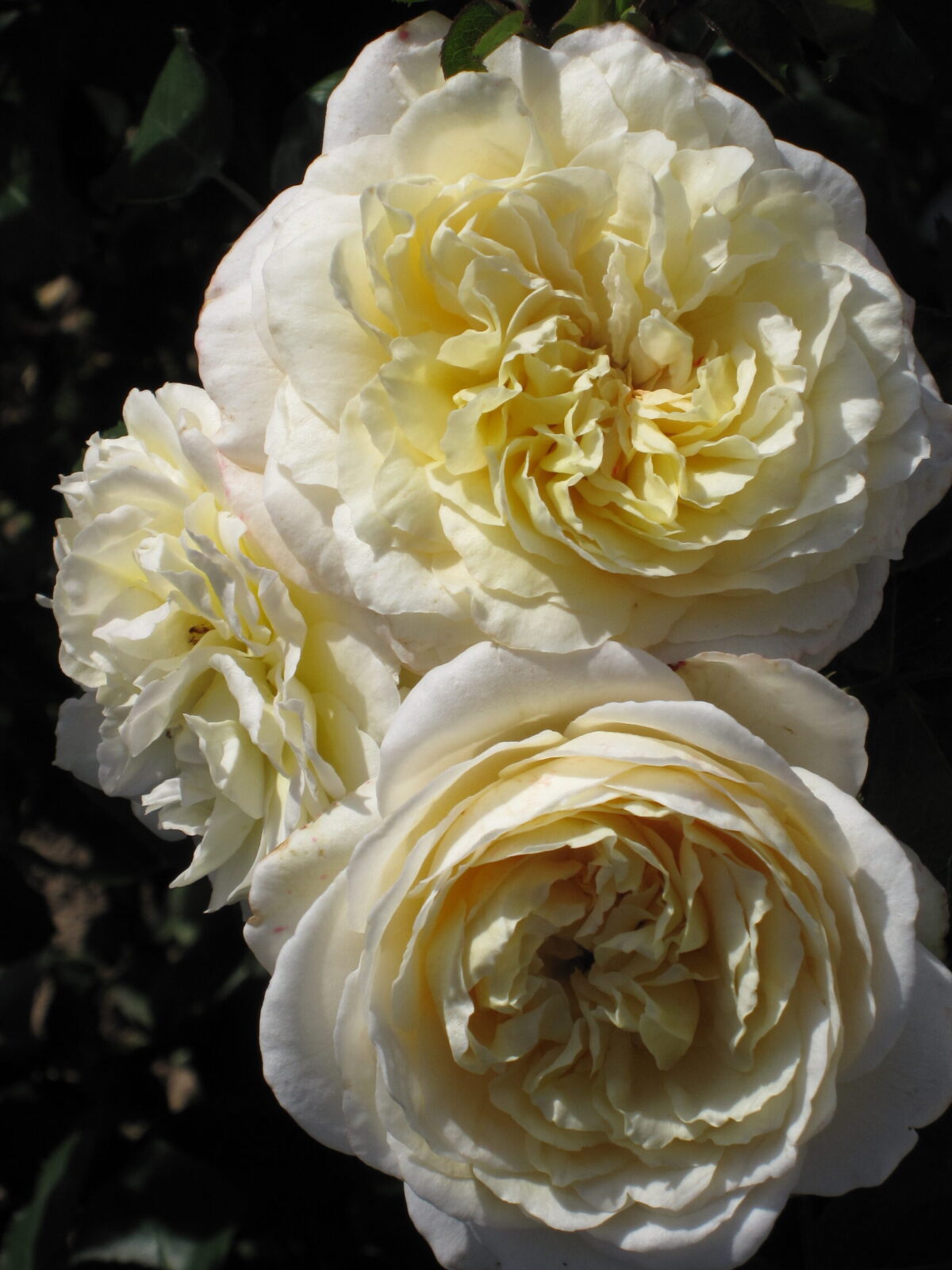 La Perla plika šaknis