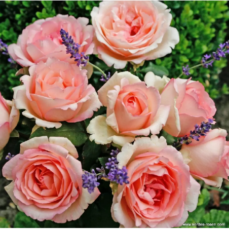 Souvenir de baden baden plika šaknis