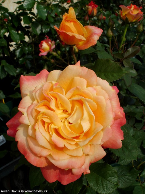 SPEELWARK plika šaknis