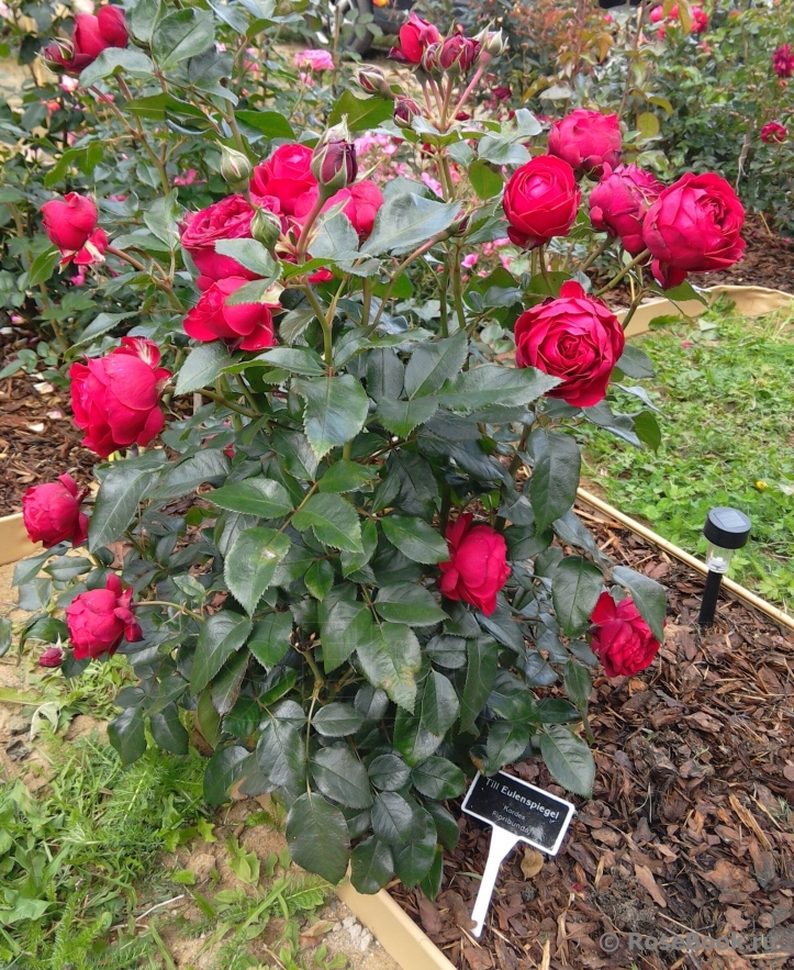 TILL EULENSPIEGEL plika šaknis