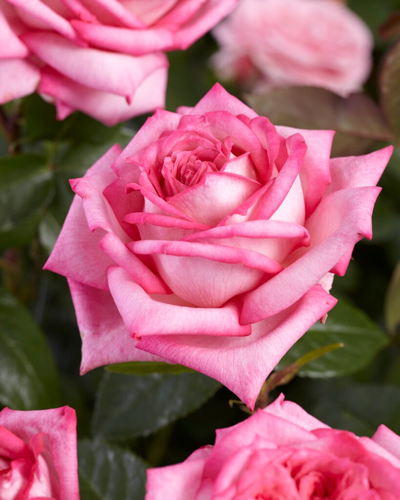 Wedding Bells kvapni plika šaknis