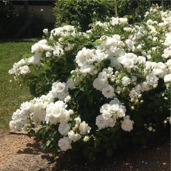 Weisse Wolke plika šaknis