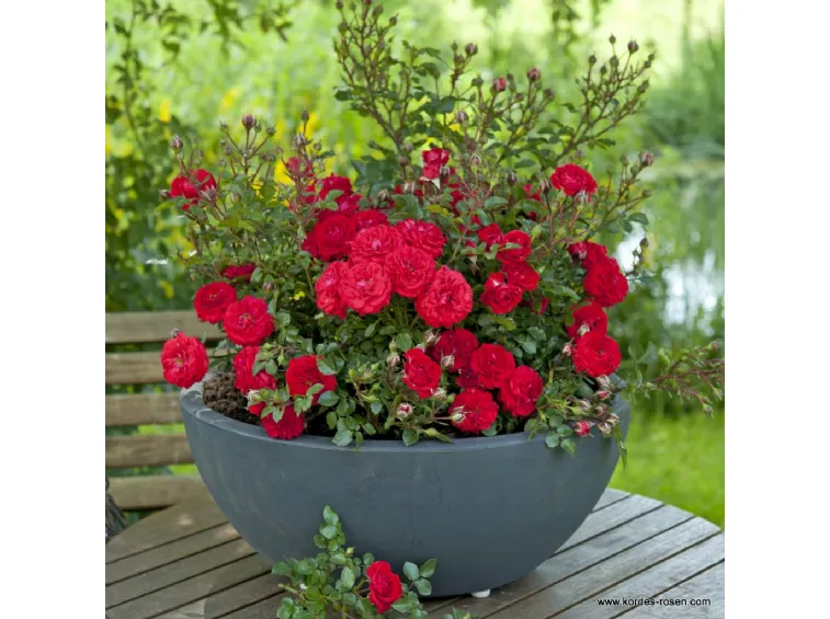 Zwergenfee Terasinė  plika šaknis