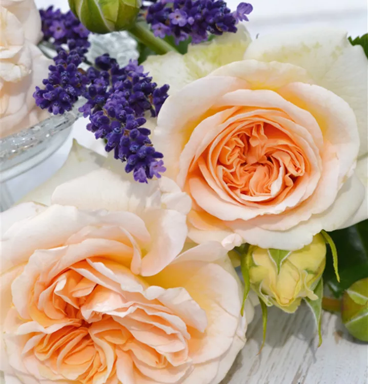 Audienz kvapni  plika šaknis